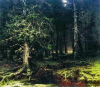 Девственный лес. 1880 - Клевер