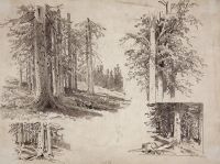 Этюды деревьев. 1880-е 24,3х32,2 - Шишкин