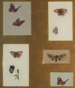 Бабочки. 5 акварелей. 1912 - Бём (Эндаурова)