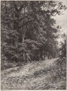 На лесной меже. 1878 23х17 - Шишкин
