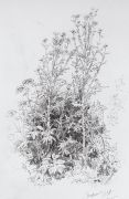 Полевые цветы 1884 45х29 - Шишкин